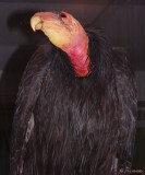 California Condors (Gymnogyps californianus)