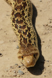Pacific Gopher Snake (2 images)