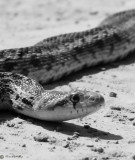 Pacific Gopher Snake (2 images - head shot)