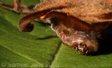 Phobetron pithecium (Monkey Slug / Hag Moth)