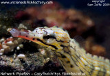 Network Pipefish