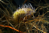 Phryganeidae Giant Caddisfly Naked