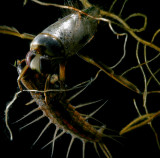 Notonecta irrorata - Backswimmer, eating Hellgrammite