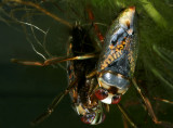 Notonecta irrorata - backswimmer