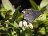 Gray Hairstreak