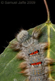 Phyllodesma americana - Lappet Moth
