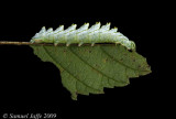 Nerice bidentata - Double-toothed Prominent