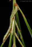 Zale sp. - White Pine Zale Species