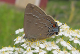 Banded Hairstreak