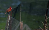 Cardinal alone in the evening