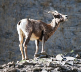 Bighorn Sheep (female)