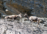Bighorn Sheep (females)