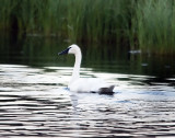 Trumpeter Swan