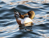 Northern Shoveler Duck (male)