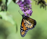 Monarch butterfly