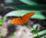  Orange Butterfly