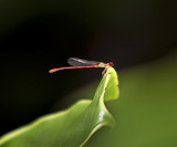 Red Damselfly