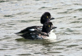 Barrow Golden Eye Ducks