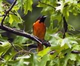 Baltimore Oriole