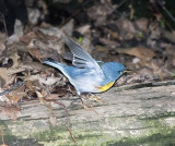 Northern Parula