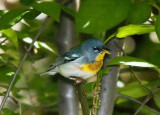 Northern Parula