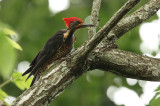 male foraging