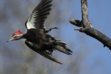 in flight