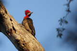 Robust Woodpecker
