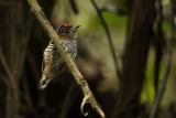 Ochre-collared Piculet