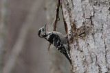 Picoides minor Lesser Spotted Woodpecker.jpg