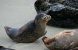 Seals on the cove