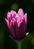 flowers_2.jpg