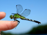 8th- Dragonfly <br>by Mary Anne