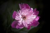 Peony Passion