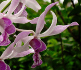 Orchid 4