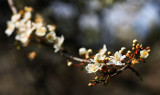 longing for spring