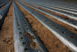 Rows