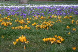 crocus