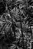 Palm
