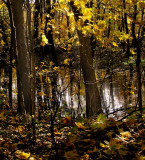 Pond In The Woods