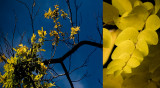 Yellow Autumn