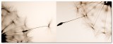 <b>2nd: </b>The creation of Dandilion by Cat