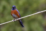 Bird on a Wire