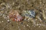 From Sea to Shore