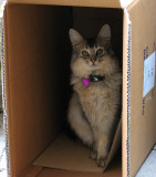 Cats and Boxes