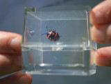 Bug Box