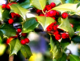 Holly bush