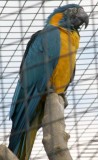 parrot