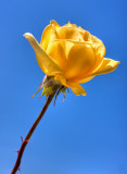 yellow rose, blue sky