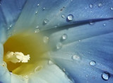 4th: Morning Glory<br> by Mary Anne
